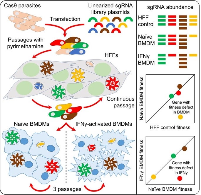 Schematic of a genome-wide CRISPR screen comparing Toxoplasma fitness in human fibroblasts, naive mouse macrophages and IFN-gamma-activated macrophages.