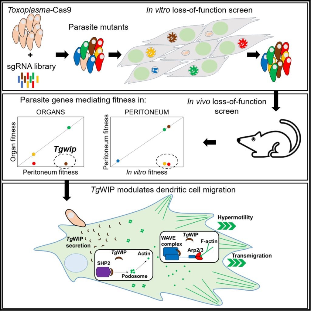 Schematic of a CRISPR loss-of-function screen in Toxoplasma, in vitro and in mice, that identified TgWIP as a regulator of dendritic cell migration.
